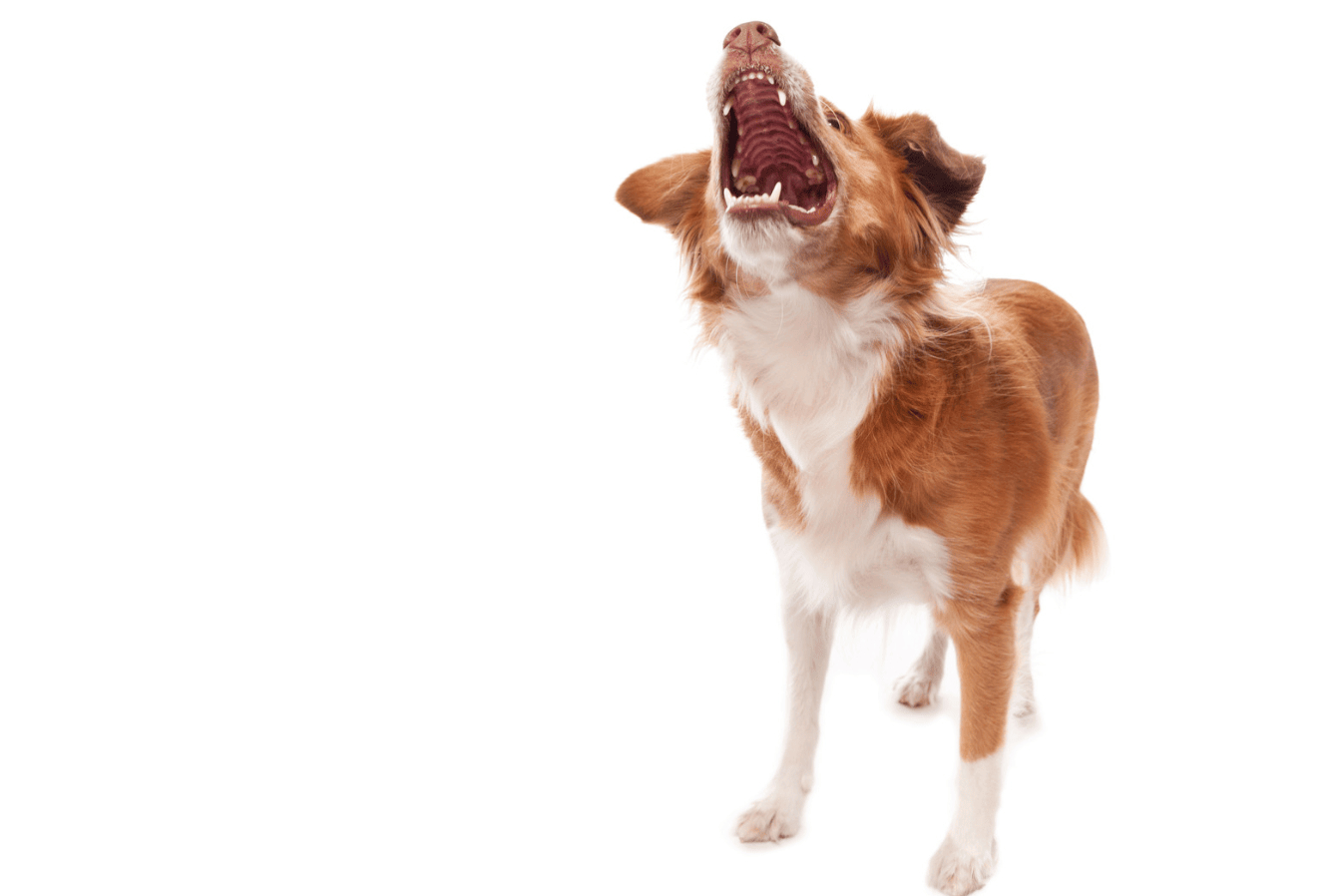 Dog Bite Injury Lawyers | Carlson Bier Associates
